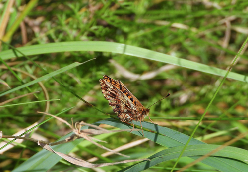 Weaver's Fritillary