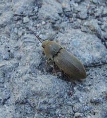 Agriotes obscurus