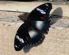 Hypolimnas bolina nerina