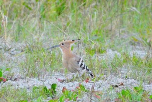 Common Hoopoe
