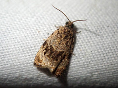 Syricoris