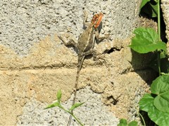 Psammophilus dorsalis