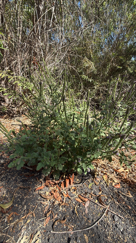 iNaturalist observation photo of western vervain