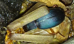 Chlaenius cumatilis