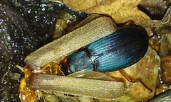 Chlaenius cumatilis