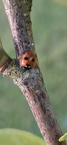 5-spotted Lady Beetle