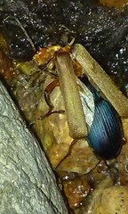 Chlaenius cumatilis