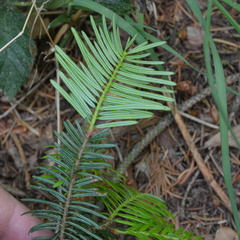 Abies alba