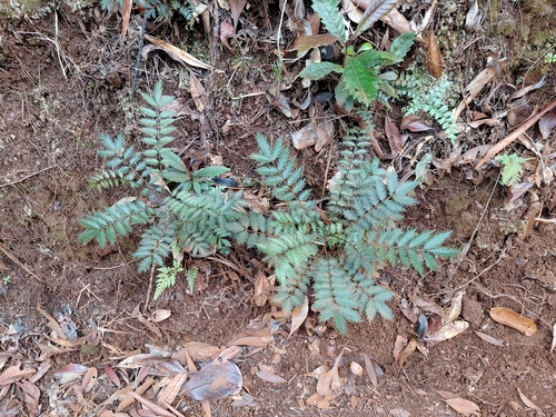 Myodocarpus fraxinifolius observed 2026-08-14