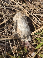 Haliaeetus albicilla