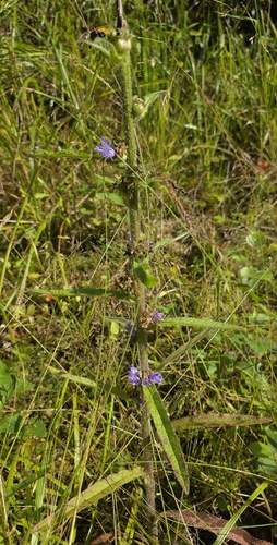 Campanula cervicaria, photograph 6