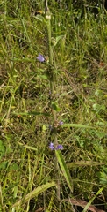 Campanula cervicaria, photograph (c) Ron de Goede, some rights reserved (CC BY)