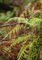Asplenium gracillimum