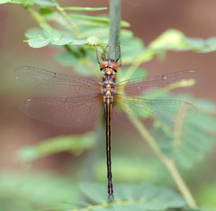 Hemicordulia asiatica