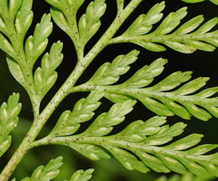 Asplenium gracillimum