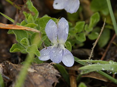 Viola dirphya