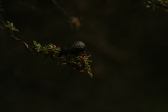 Catasarcus impressipennis