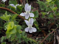 Viola dirphya