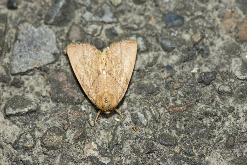 Cosmia limacodina