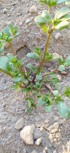 Common Purslane