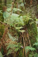 Asplenium gracillimum