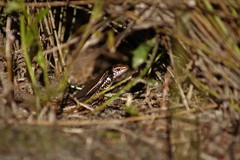 Ctenotus labillardieri