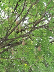 Kigelia africana africana