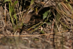 Ctenotus labillardieri