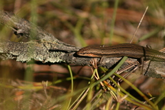 South-Western Cool-Skink photo 2