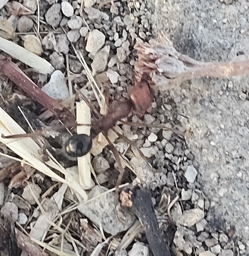 Oertzen's Harvester Ant