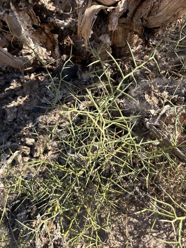 Koeberlinia spinosa, photograph 2
