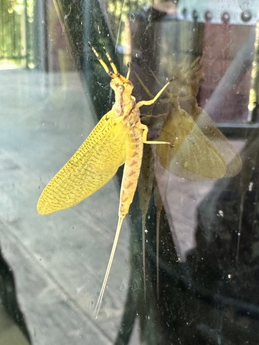 Giant Mayfly