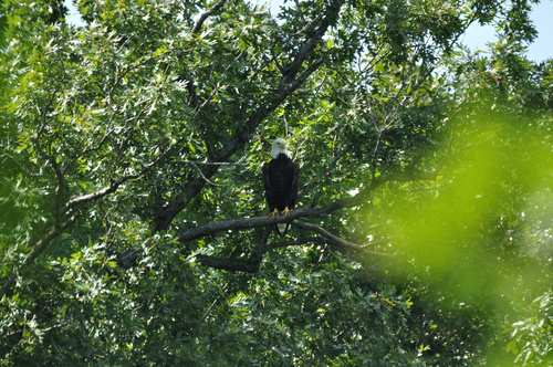 Bald Eagle