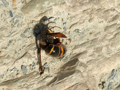 Vespa vivax