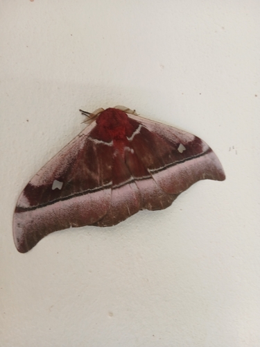 Cabbage Tree Emperor
