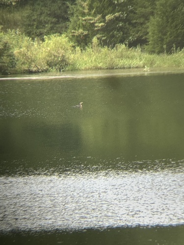 Double-crested Cormorant