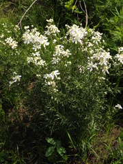 Clematis hexapetala