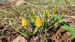Fritillaria pudica