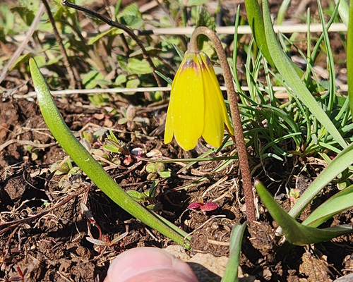 Fritillaria pudica, photograph 1