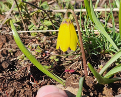Fritillaria pudica, photograph (c) Casey H. Richart, some rights reserved (CC BY)