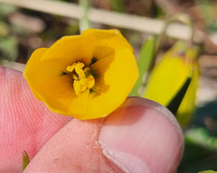 Fritillaria pudica, photograph (c) Casey H. Richart, some rights reserved (CC BY)