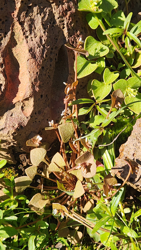Claytonia rubra, photograph 1