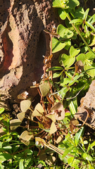 Claytonia rubra