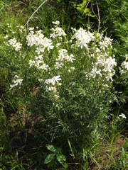Clematis hexapetala