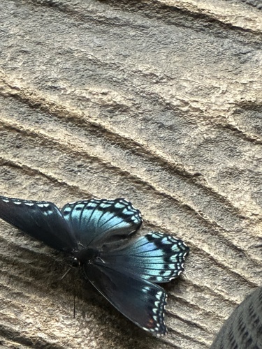 Red-spotted Purple