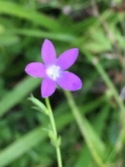 Triodanis perfoliata