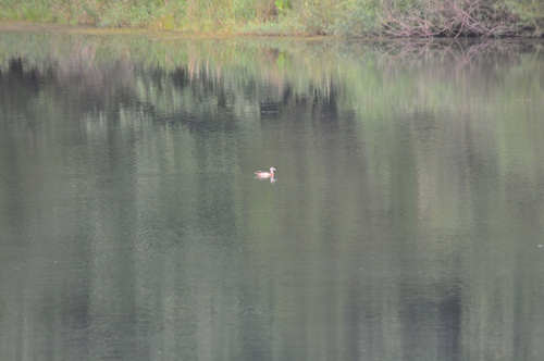Wood Duck