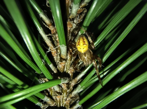 Four-spot Orbweaver