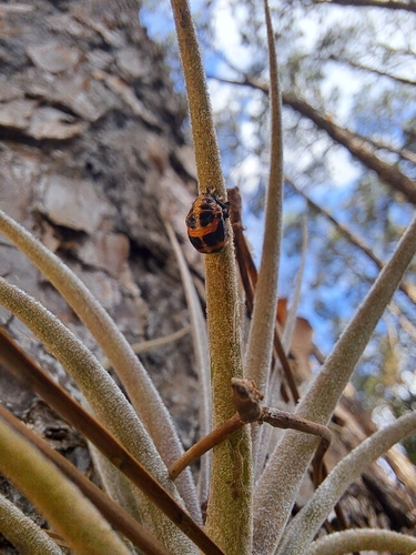 Asian Lady Beetle