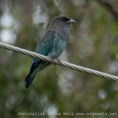 Eurystomus orientalis pacificus